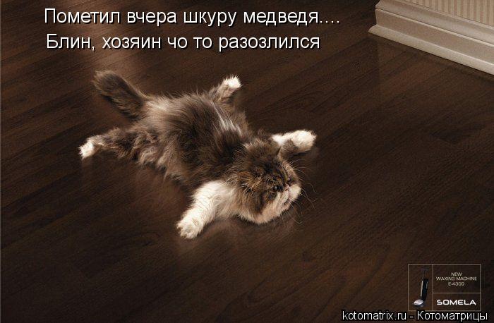 Котоматрица: Пометил вчера шкуру медведя.... Блин, хозяин чо то разозлился
