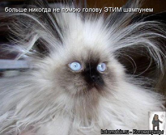 Котоматрица: больше никогда не помою голову ЭТИМ шампунем
