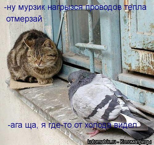 Котоматрица: -ну мурзик нагрызся проводов тепла отмерзай -ага ща, я где-то от холода видел