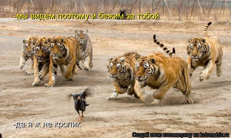 Котоматрица: -да я ж не кролик -мы видем,поэтому и бежим за тобой.