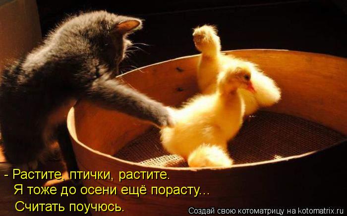 - Растите, птички, растите. Я тоже до осени ещё порасту... Считать поучюсь.... Котоматрица: - Растите, птички, растите. Я тоже до осени ещё порасту... Считать поучюсь.