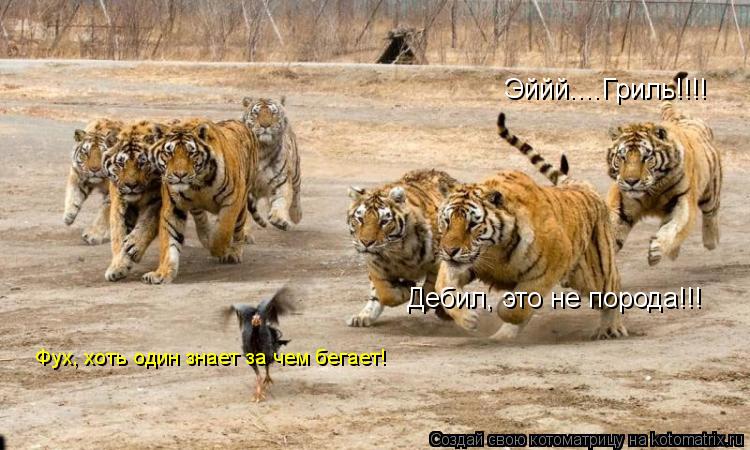Эййй....Гриль!!!! Дебил, это не порода!!! Фух, хоть один знает за чем бегает!... Котоматрица: Эййй....Гриль!!!! Дебил, это не порода!!! Фух, хоть один знает за чем бегает!