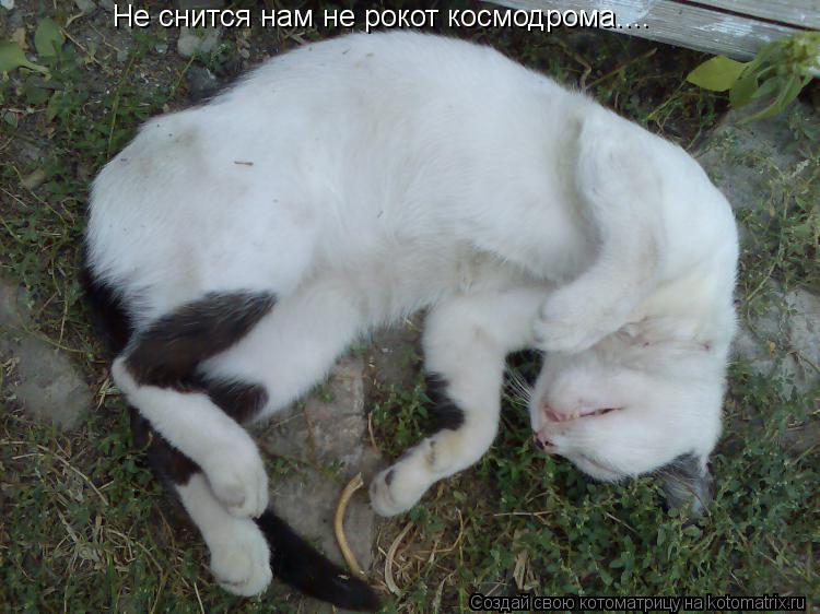 Не снится нам не рокот космодрома....... Котоматрица: Не снится нам не рокот космодрома....