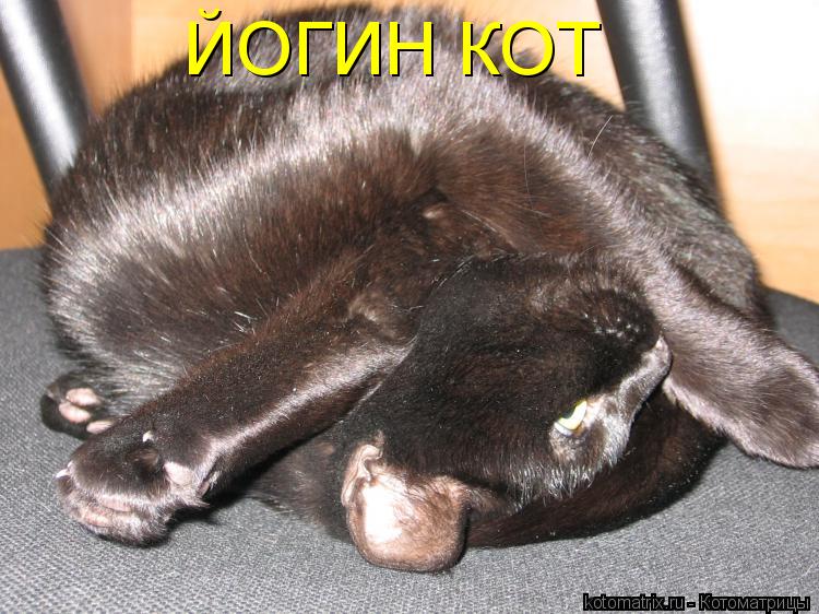 ЙОГИН КОТ... Котоматрица: ЙОГИН КОТ