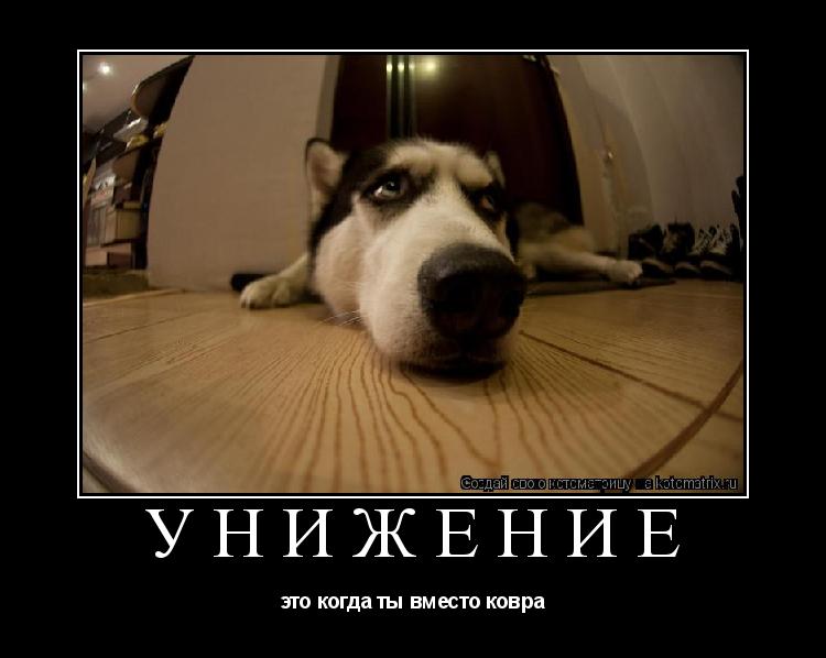 Котоматрица: унижение это когда ты вместо ковра