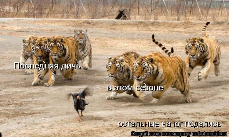остальные на юг подались в этом сезоне Последняя дичь - -... Котоматрица: остальные на юг подались в этом сезоне Последняя дичь - -