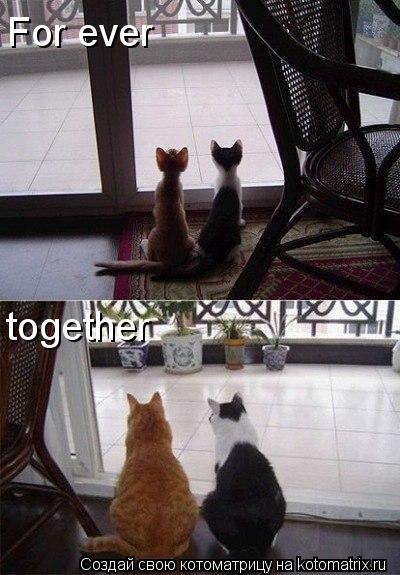 For ever together... Котоматрица: For ever together