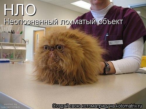 НЛО Неопознанный лохматый объект... Котоматрица: НЛО Неопознанный лохматый объект