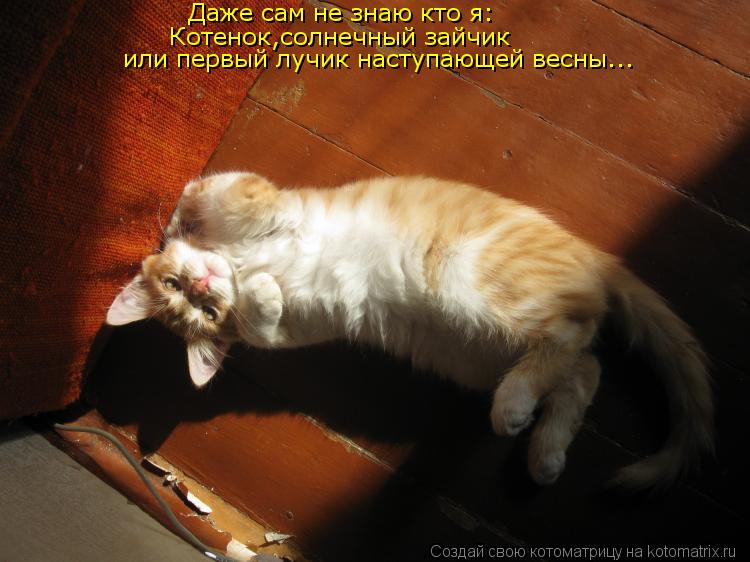 Даже сам не знаю кто я: Котенок,солнечный зайчик или первый лучик наступающей весны...... Котоматрица: Даже сам не знаю кто я: Котенок,солнечный зайчик или первый лучик наступающей весны...