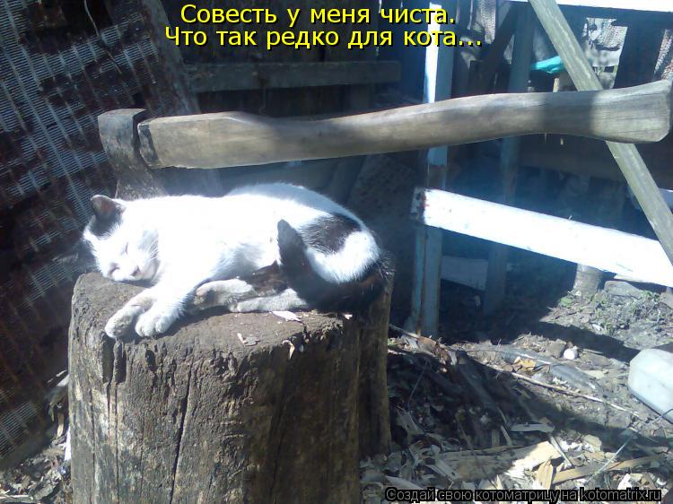 Совесть у меня чиста. Что так редко для кота...... Котоматрица: Совесть у меня чиста. Что так редко для кота...