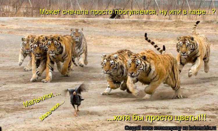 Может сначала просто прогуляемся, ну или в кафе...? ...хотя бы просто цветы!!! Мальчики.... Мальчики.... Котоматрица: Может сначала просто прогуляемся, ну или в кафе...? ...хотя бы просто цветы!!! Мальчики.... Мальчики....