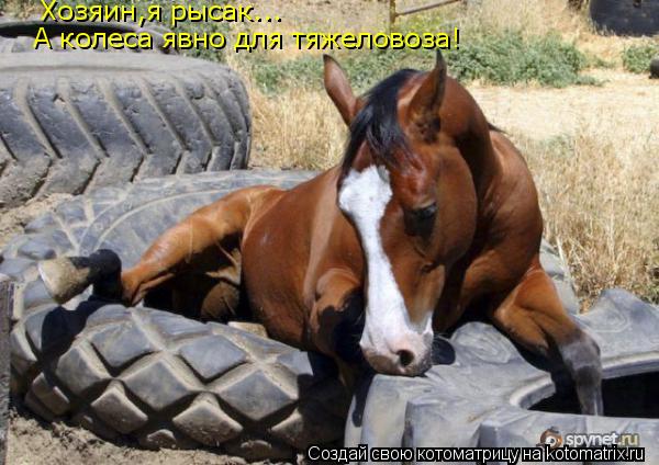 Хозяин,я рысак... А колеса явно для тяжеловоза!... Котоматрица: Хозяин,я рысак... А колеса явно для тяжеловоза!