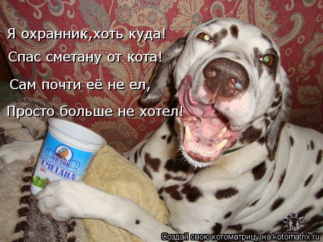 Я охранник,хоть куда! Спас сметану от кота! Сам почти её не ел, Просто больше не хотел!... Котоматрица: Я охранник,хоть куда! Спас сметану от кота! Сам почти её не ел, Просто больше не хотел!