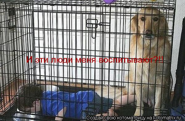 И эти люди меня воспитывают?!!... Котоматрица: И эти люди меня воспитывают?!!