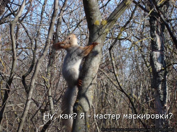 Ну, как? Я - мастер маскировки?... Котоматрица: Ну, как? Я - мастер маскировки?