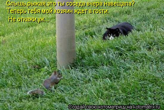 Слышь,рыжая,это ты соседа вчера навещала? Теперь тебя мой хозяин ждет в гости. Не откажи,уж...... Котоматрица: Слышь,рыжая,это ты соседа вчера навещала? Теперь тебя мой хозяин ждет в гости. Не откажи,уж...