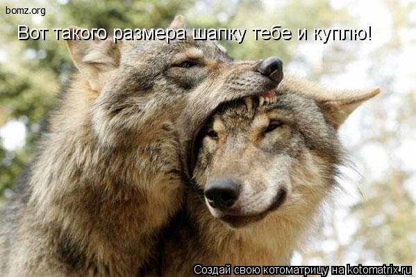 Вот такого размера шапку тебе и куплю!... Котоматрица: Вот такого размера шапку тебе и куплю!
