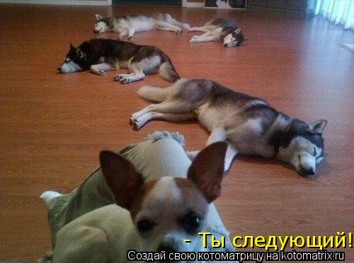 - Ты следующий!... Котоматрица: - Ты следующий!