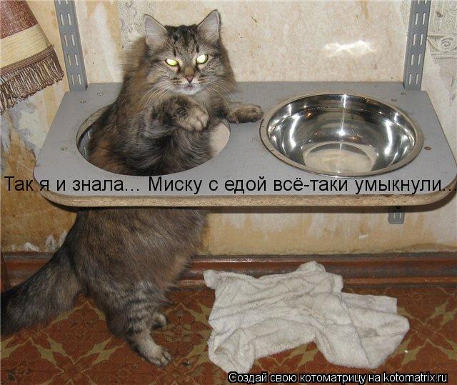 Так я и знала... Миску с едой всё-таки умыкнули...... Котоматрица: Так я и знала... Миску с едой всё-таки умыкнули...