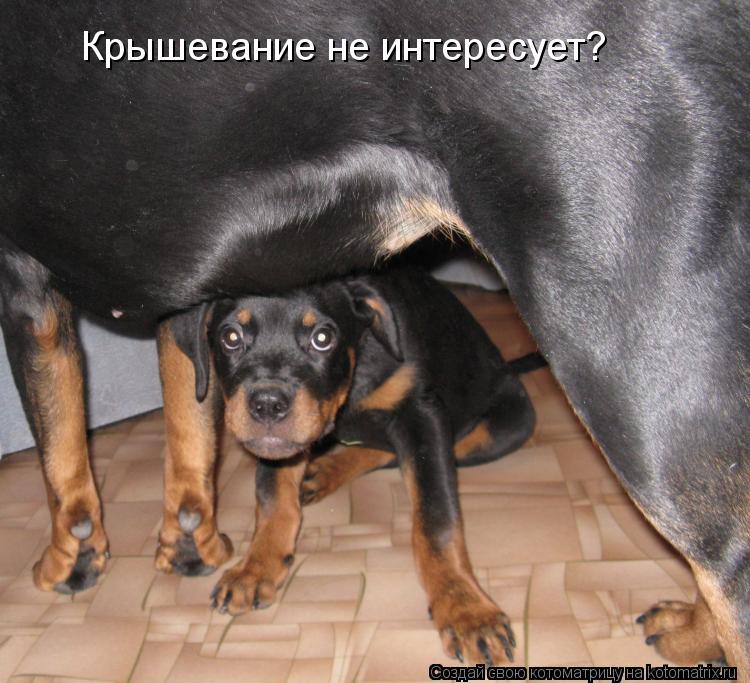 Крышевание не интересует?... Котоматрица: Крышевание не интересует?