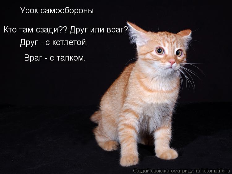 Урок самообороны Кто там сзади?? Друг или враг? Друг - с котлетой, Враг - с тапком.... Котоматрица: Урок самообороны Кто там сзади?? Друг или враг? Друг - с котлетой, Враг - с тапком.