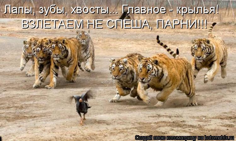 Лапы, зубы, хвосты... Главное - крылья! ВЗЛЕТАЕМ НЕ СПЕША, ПАРНИ!!!... Котоматрица: Лапы, зубы, хвосты... Главное - крылья! ВЗЛЕТАЕМ НЕ СПЕША, ПАРНИ!!!