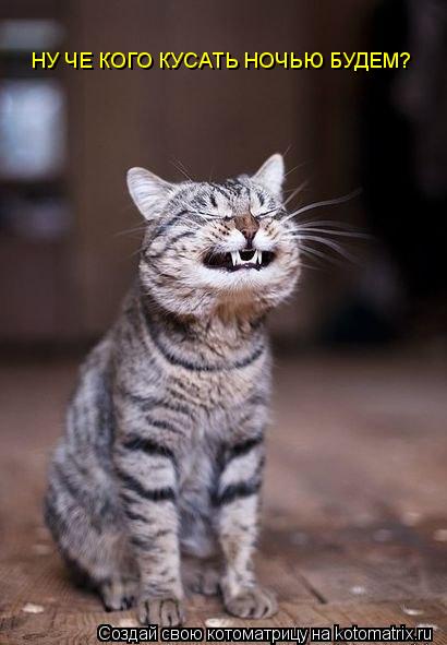 НУ ЧЕ КОГО КУСАТЬ НОЧЬЮ БУДЕМ?... Котоматрица: НУ ЧЕ КОГО КУСАТЬ НОЧЬЮ БУДЕМ?
