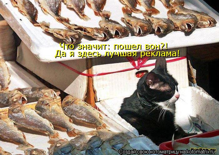 Что значит: пошел вон?! Да я здесь лучшая реклама!... Котоматрица: Что значит: пошел вон?! Да я здесь лучшая реклама!
