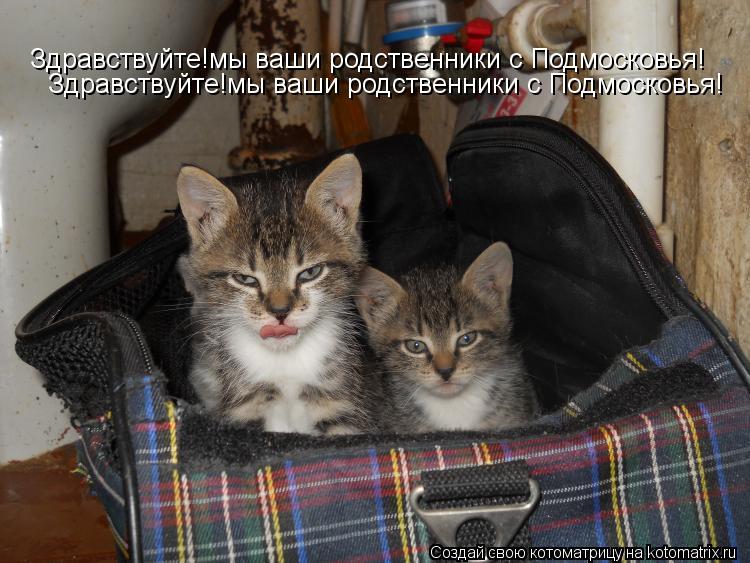 Здравствуйте!мы ваши родственники с Подмосковья! Здравствуйте!мы ваши родственники с Подмосковья!... Котоматрица: Здравствуйте!мы ваши родственники с Подмосковья! Здравствуйте!мы ваши родственники с Подмосковья!