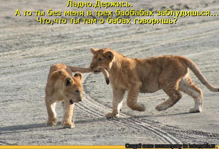 Ладно.Держись. А то ты без меня в трех баобабах заблудишься... Что,что ты там о бабах говоришь?... Котоматрица: Ладно.Держись. А то ты без меня в трех баобабах заблудишься... Что,что ты там о бабах говоришь?