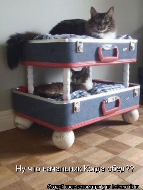 Ну что начальник.Когда обед??... Котоматрица: Ну что начальник.Когда обед??