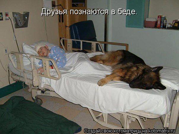 Друзья познаются в беде.... Котоматрица: Друзья познаются в беде.