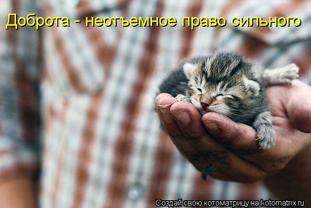Доброта - неотъемное право сильного... Котоматрица: Доброта - неотъемное право сильного
