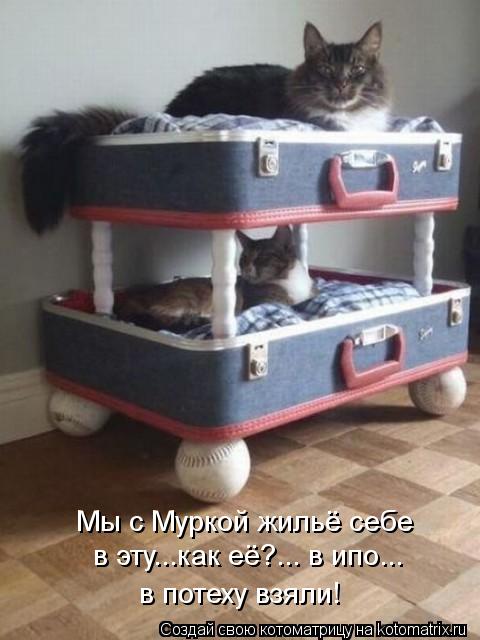 Мы с Муркой жильё себе в эту...как её?... в ипо... в потеху взяли!... Котоматрица: Мы с Муркой жильё себе в эту...как её?... в ипо... в потеху взяли!
