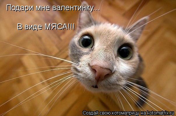 Подари мне валентинку... В виде МЯСА!!!... Котоматрица: Подари мне валентинку... В виде МЯСА!!!