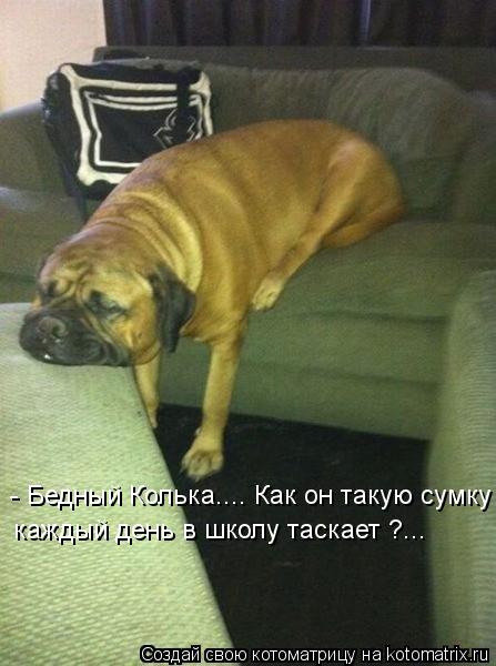 - Бедный Колька.... Как он такую сумку каждый день в школу таскает ?...... Котоматрица: - Бедный Колька.... Как он такую сумку каждый день в школу таскает ?...