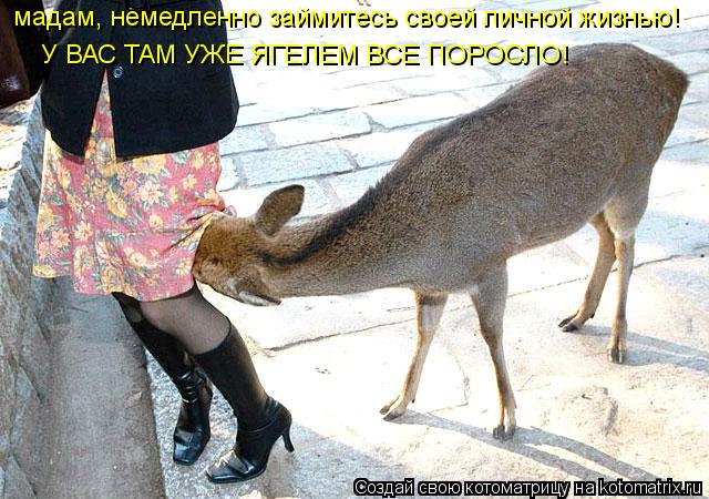 мадам, немедленно займитесь своей личной жизнью! У ВАС ТАМ УЖЕ ЯГЕЛЕМ ВСЕ ПОРОСЛО!... Котоматрица: мадам, немедленно займитесь своей личной жизнью! У ВАС ТАМ УЖЕ ЯГЕЛЕМ ВСЕ ПОРОСЛО!