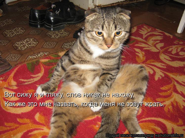 Вот сижу я и гляжу, слов никак не нахожу, Как же это мне назвать, когда меня не зовут жрать.... Котоматрица: Вот сижу я и гляжу, слов никак не нахожу, Как же это мне назвать, когда меня не зовут жрать.