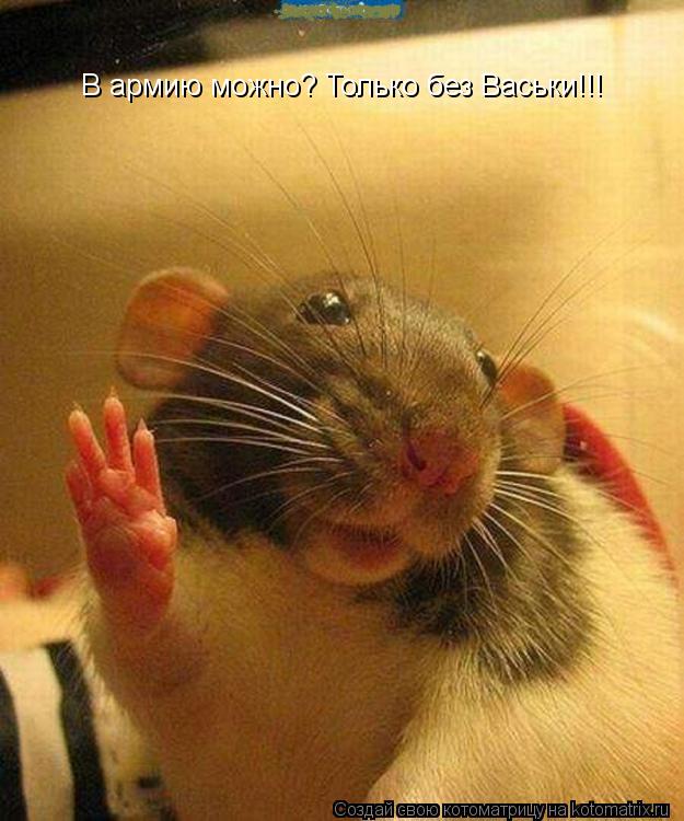 В армию можно? Только без Васьки!!!... Котоматрица: В армию можно? Только без Васьки!!!