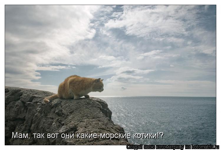 Мам, так вот они какие-морские котики!?... Котоматрица: Мам, так вот они какие-морские котики!?