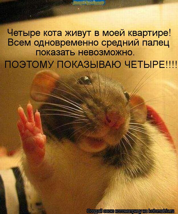 Четыре кота живут в моей квартире! Всем одновременно средний палец показать невозможно. ПОЭТОМУ ПОК... Котоматрица: Четыре кота живут в моей квартире! Всем одновременно средний палец показать невозможно. ПОЭТОМУ ПОКАЗЫВАЮ ЧЕТЫРЕ!!!!