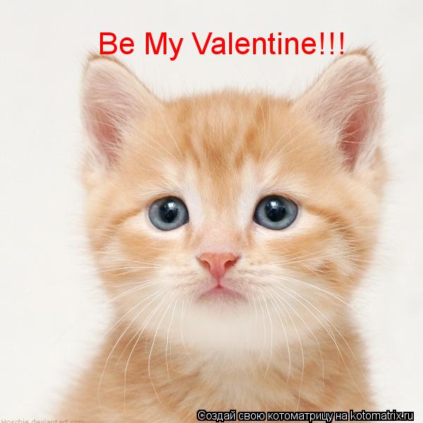 Be My Valentine!!!... Котоматрица: Be My Valentine!!!