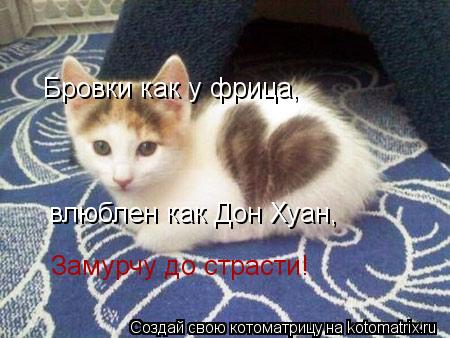 Бровки как у фрица, влюблен как Дон Хуан, Замурчу до страсти!... Котоматрица: Бровки как у фрица, влюблен как Дон Хуан, Замурчу до страсти!