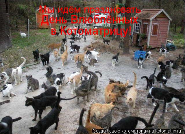 Мы идём праздновать День Влюблённых в Котоматрицу!... Котоматрица: Мы идём праздновать День Влюблённых в Котоматрицу!