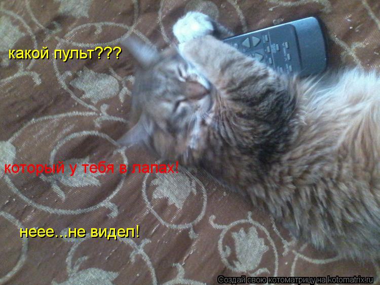 какой пульт??? который у тебя в лапах! неее...не видел!... Котоматрица: какой пульт??? который у тебя в лапах! неее...не видел!