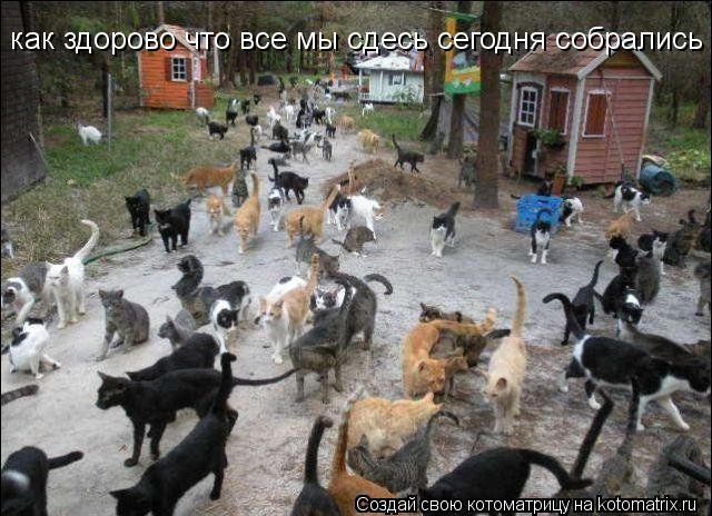 как здорово что все мы сдесь сегодня собрались... Котоматрица: как здорово что все мы сдесь сегодня собрались
