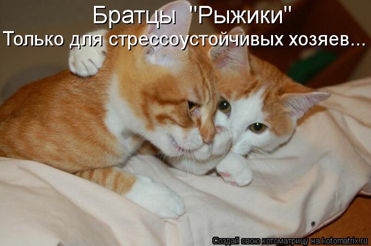 Братцы "Рыжики" Только для стрессоустойчивых хозяев...... Котоматрица: Братцы "Рыжики" Только для стрессоустойчивых хозяев...