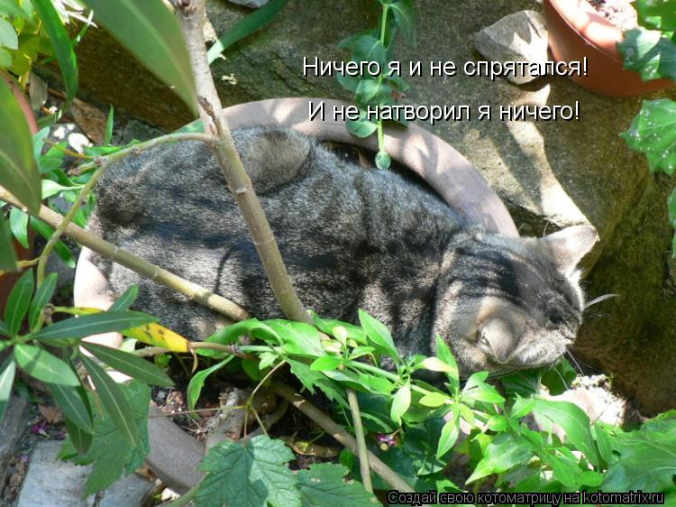 Ничего я и не спрятался! И не натворил я ничего!... Котоматрица: Ничего я и не спрятался! И не натворил я ничего!