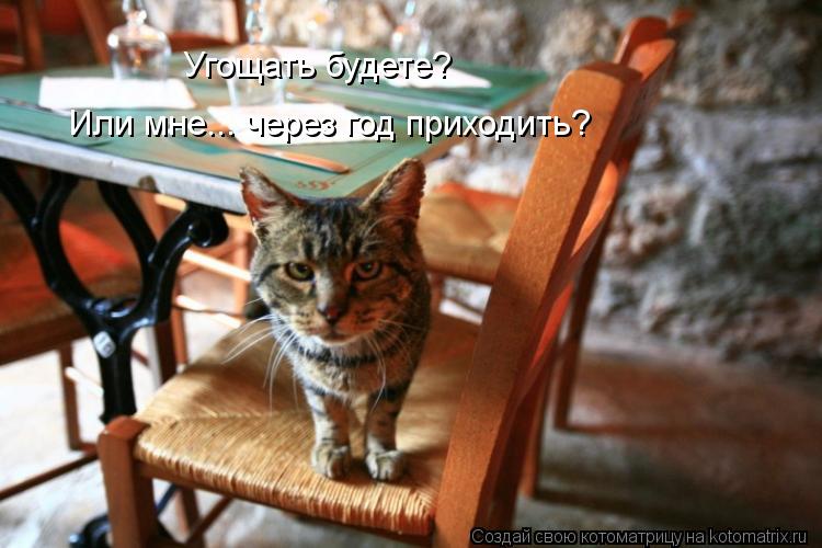 Угощать будете? Или мне... через год приходить?... Котоматрица: Угощать будете? Или мне... через год приходить?