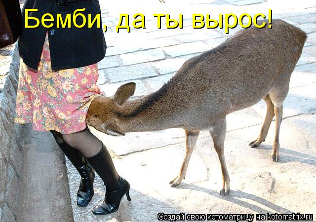 Бемби, да ты вырос!... Котоматрица: Бемби, да ты вырос!